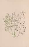 Moss Rose (1840)