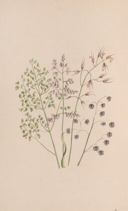 Moss Rose (1840)
