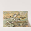 Motacilla alba, Motacilla boarula by Johann Friedrich Naumann