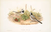 Motacilla alba. White Wagtail. (1862-1873)