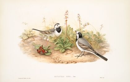 Motacilla alba. White Wagtail. (1862-1873)