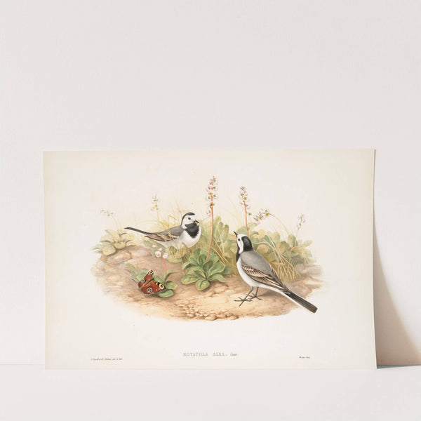 Motacilla alba. White Wagtail. (1862-1873) by John Gould