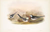 Motacilla Yarrelli. Pied Wagtail. (1862-1873)