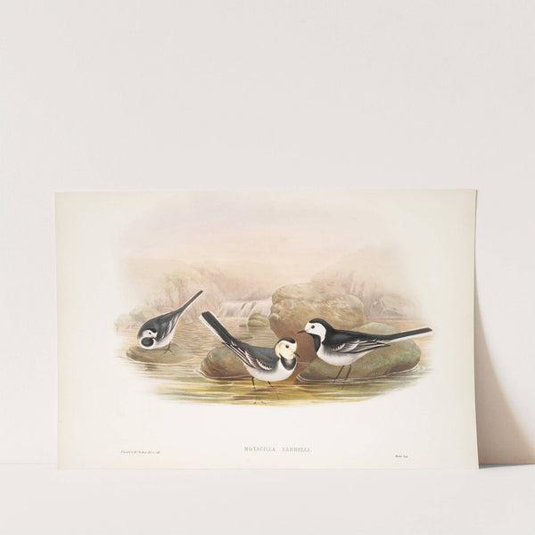 Motacilla Yarrelli. Pied Wagtail. (1862-1873) by John Gould