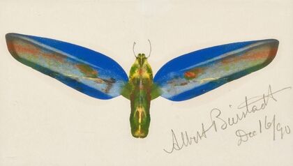 Moth (1890)