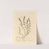 Mother of thyme by Elizabeth Blackwell