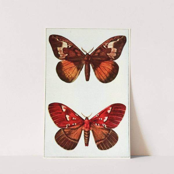 Moths by John Merton Aldrich