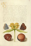 Moths, Jerusalem Sage, and Beans (1561–1596)