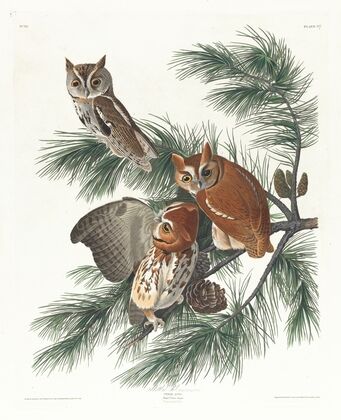 Mottled owl