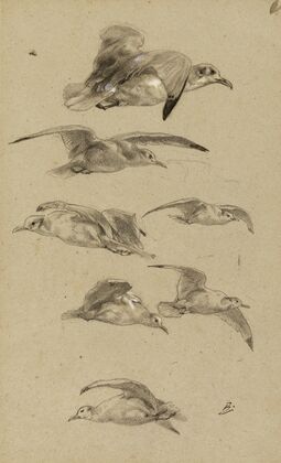 Mouettes