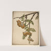 Mountain Ash by Bertha Jaques