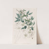 Mountain Clematis by Sydenham Edwards