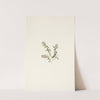 Mountain Cranberry (flower). Vaccinium vitisidaea minus (1925) by Mary Vaux Walcott