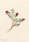 Mountain Cranberry (Vaccinium vitisdaea minus) (1916)