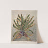 Mountain daisy by Sarah Featon