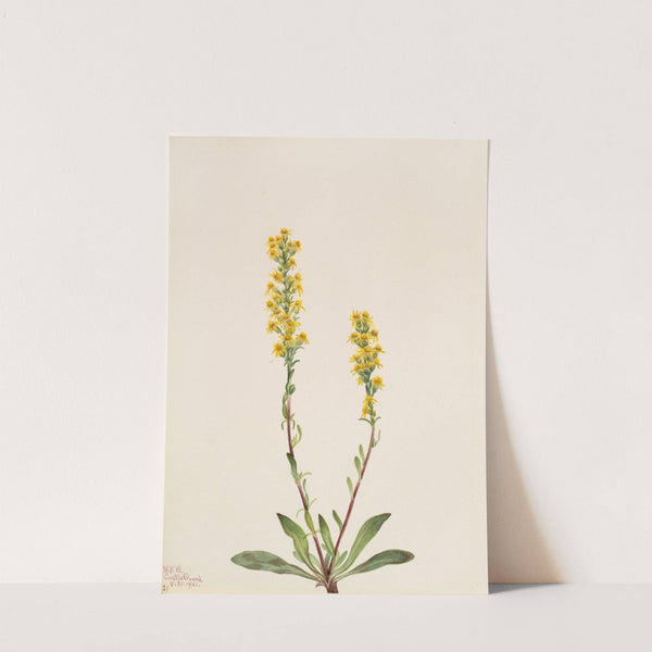 Mountain Goldenrod (Solidago oreophila) (1921) by Mary Vaux Walcott