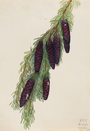 American Mistletoe (Phoradendron flavescens) (1923)
