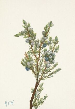 Sweetvetch. Hedysarum mackenzii