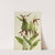 Mountain Lady’s Slipper (Cypripedium montanum) (1923) by Mary Vaux Walcott