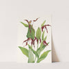 Mountain Ladyslipper. (Cypripedium montanum) (1925) by Mary Vaux Walcott