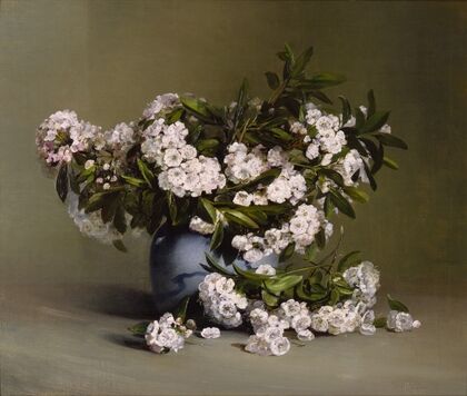 Mountain Laurel