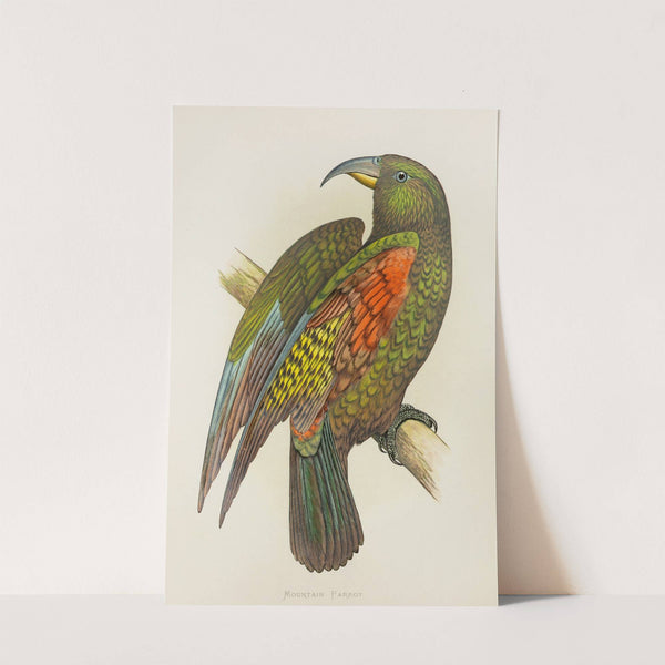 Mountain Parrot of New Zealand, or Kea (1884-1887) by Alexander Francis Lydon