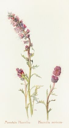 Mountain Phacelia (1915)