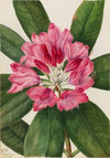 Mountain Rose-Bay (Rhododendron catawbiense) (1932)