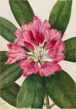 Mountain Rose-Bay (Rhododendron catawbiense) (1932)