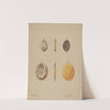 Mourning Pendants by William P. Shearwood