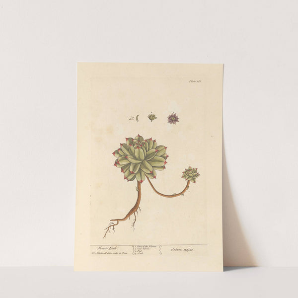 Mouse leek by Elizabeth Blackwell