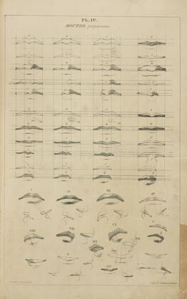 Mouths – proportions