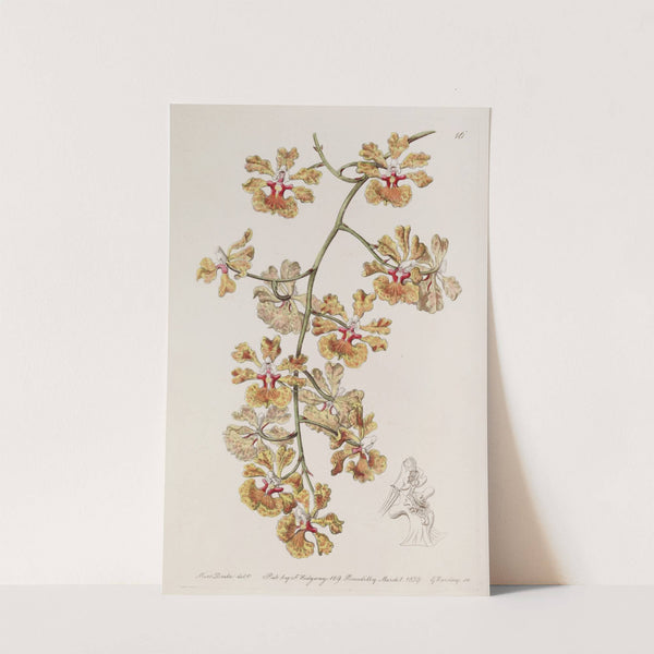 Mr. Boyd&#039;s Oncidium by Sydenham Edwards