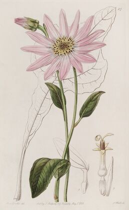 Mr. Dickson’s Echinacea