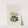 Mr. Otto&#039;s Spiny Cactus by Sydenham Edwards