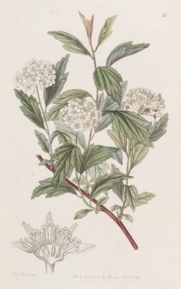 Mr. Reeve’s Spiraea