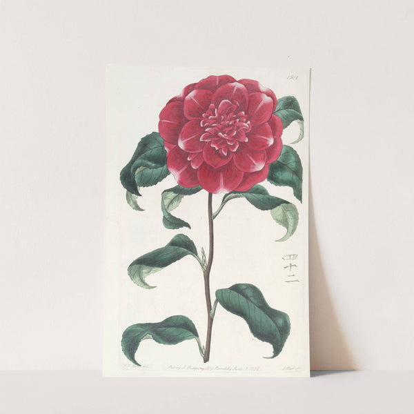 Mr. Reeves&#039;s Crimson Camellia by Sydenham Edwards