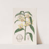 Mr. Rucker&#039;s Dendrobium by Sydenham Edwards