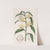 Mr. Rucker&#039;s Dendrobium by Sydenham Edwards