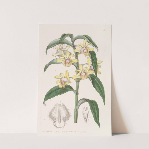Mr. Rucker&#039;s Dendrobium by Sydenham Edwards