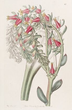 Mr. Scheer’s Echeveria