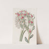 Mr. Scheer&#039;s Echeveria by Sydenham Edwards
