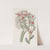 Mr. Scheer&#039;s Echeveria by Sydenham Edwards