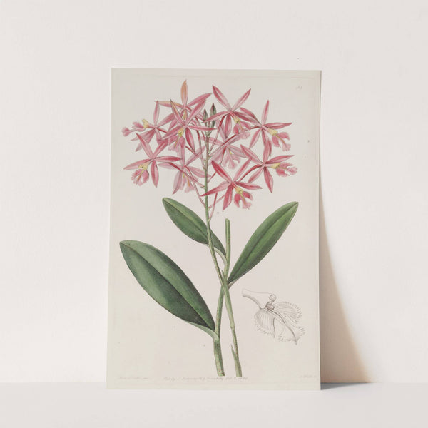 Mr. Schomburgk&#039;s Epidendrum by Sydenham Edwards