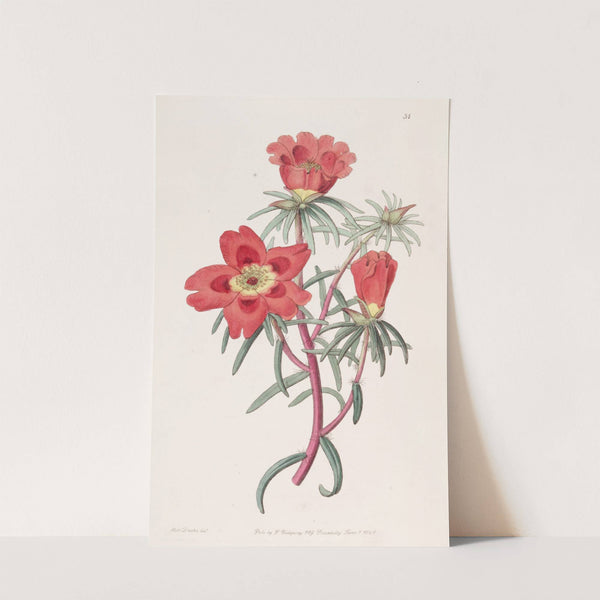 Mr. Thelluson&#039;s Purslane by Sydenham Edwards