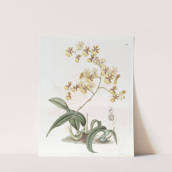 Mrs. Arnold Harrison&#039;s Oncidium by Sydenham Edwards