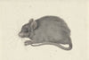 Muis, naar links