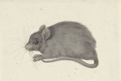 Muis, naar links