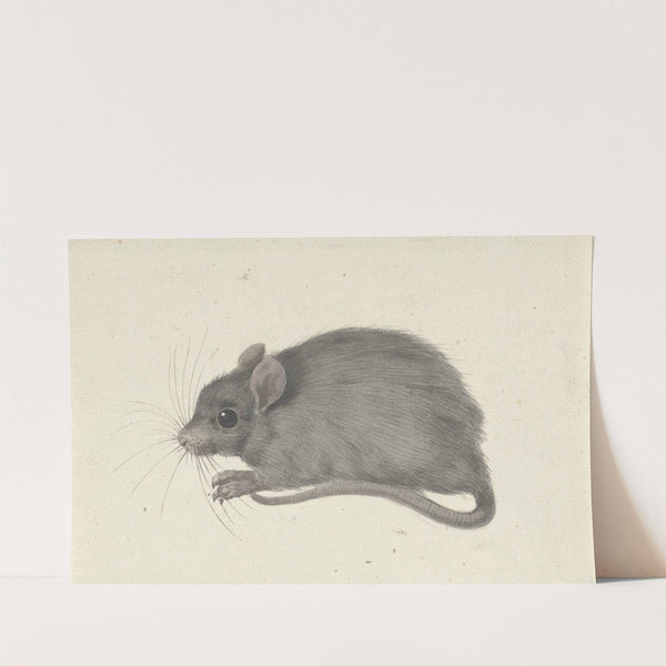 Muis, naar links by Jean Bernard