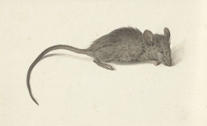 Muis, naar rechts